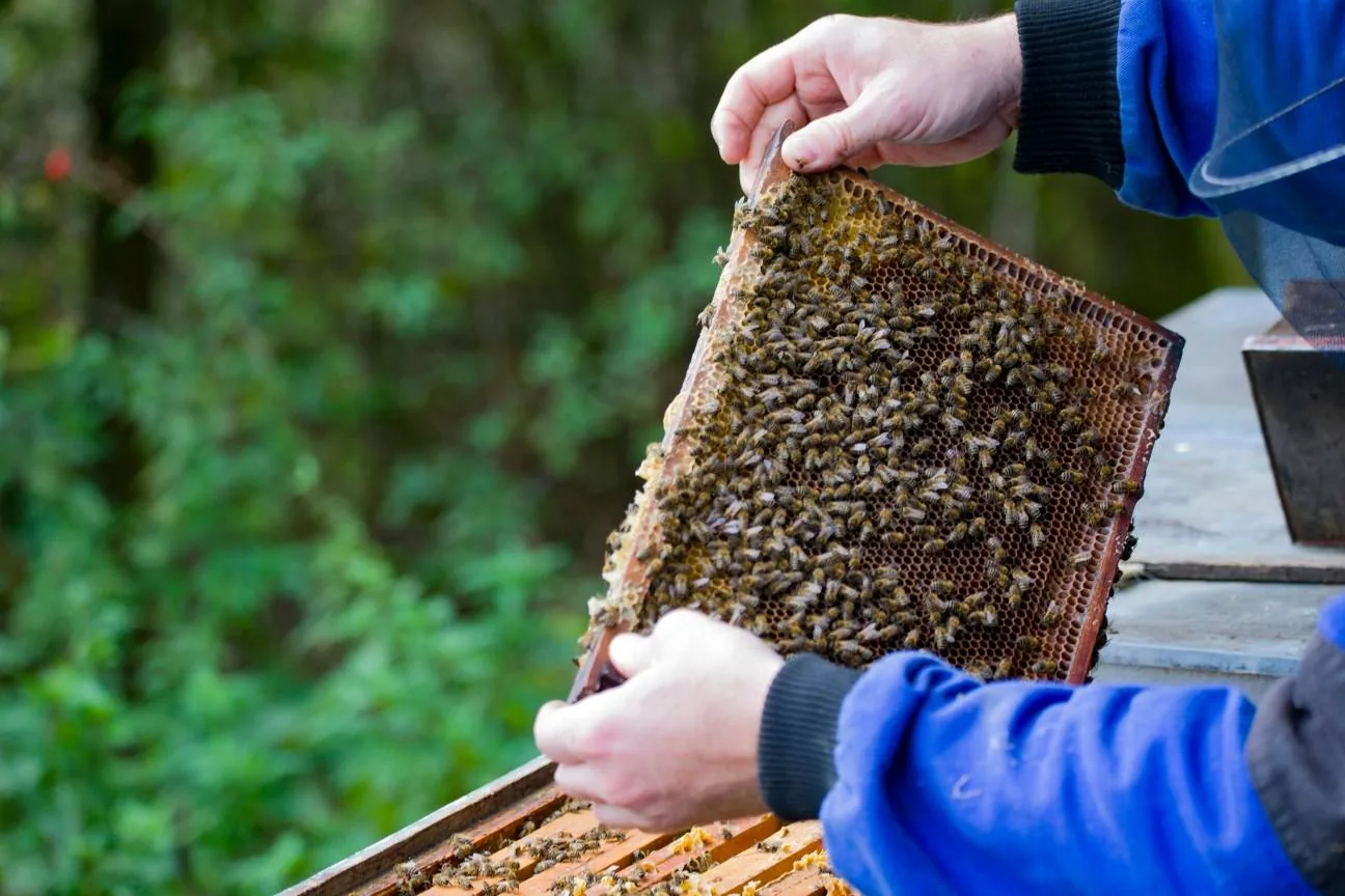 Včelař Musil drží plást z úlu – rodinné včelařství Kamenná Horka, Svitavsko